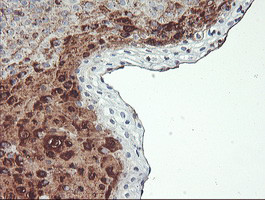 SCHIP1 Antibody in Immunohistochemistry (Paraffin) (IHC (P))