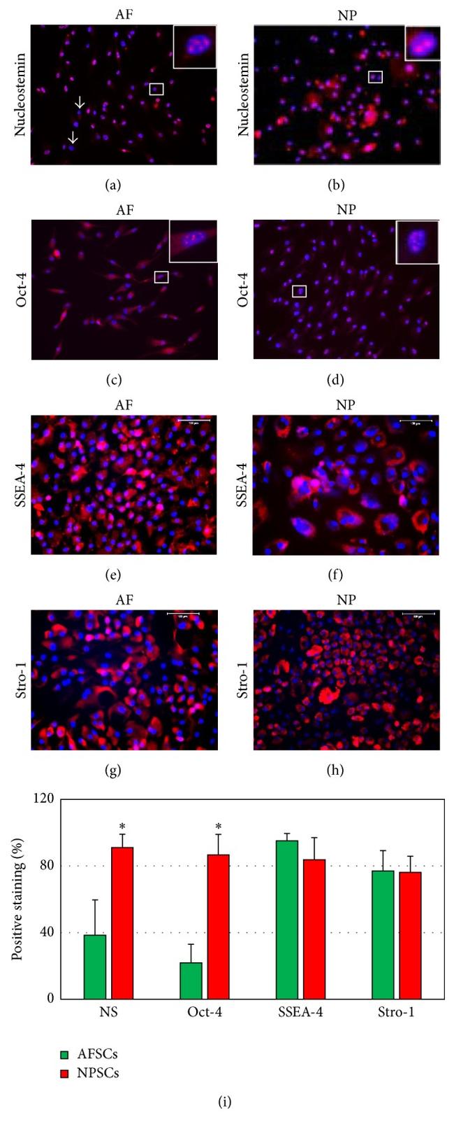 SSEA4 Antibody in Immunocytochemistry (ICC/IF)