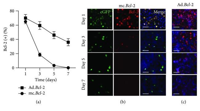 Bcl-2 Antibody in Flow Cytometry (Flow)