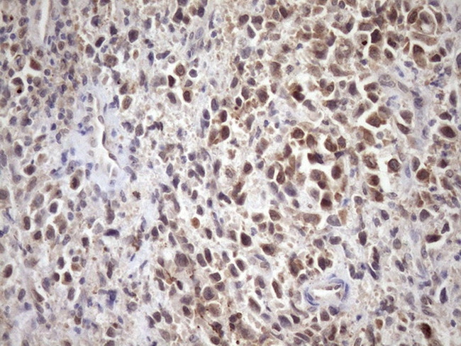 SCMH1 Antibody in Immunohistochemistry (Paraffin) (IHC (P))