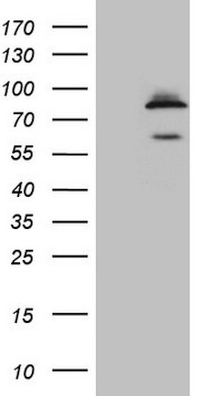 SCMH1 Antibody in Western Blot (WB)