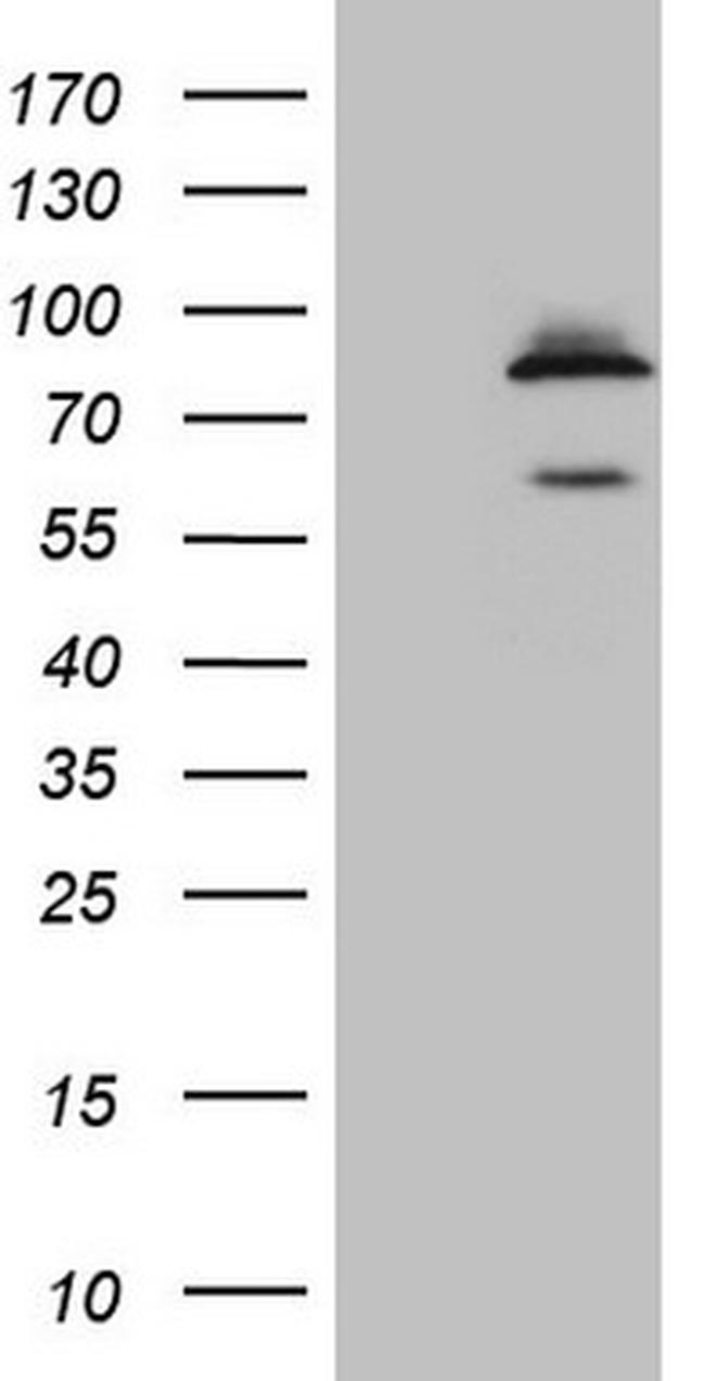 SCMH1 Antibody in Western Blot (WB)