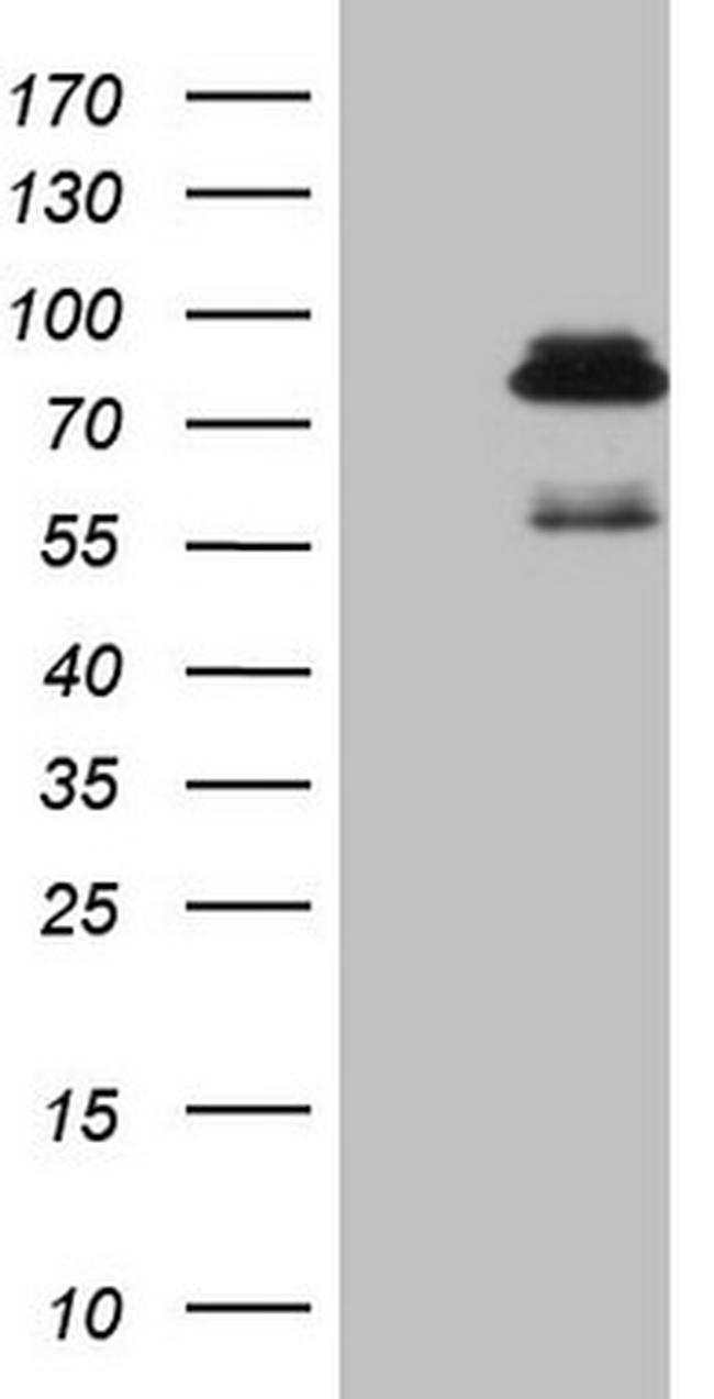 SCMH1 Antibody in Western Blot (WB)