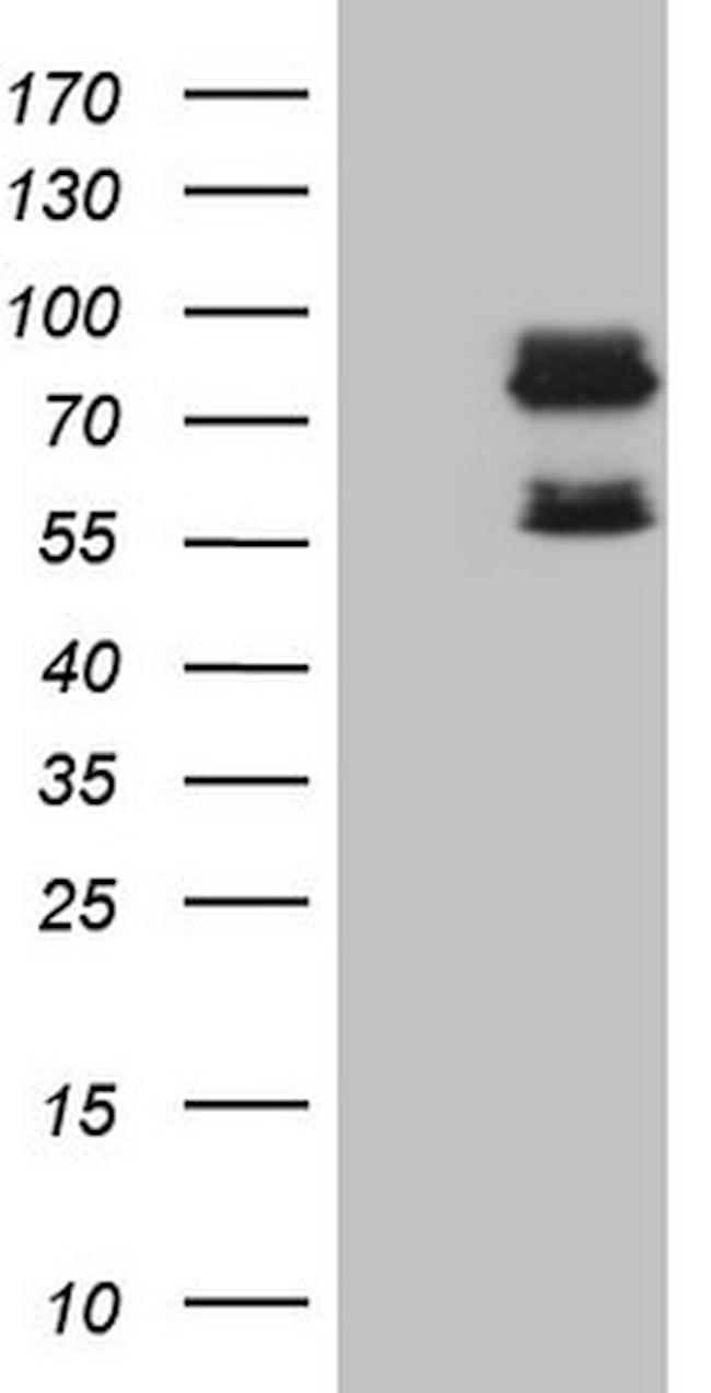 SCMH1 Antibody in Western Blot (WB)