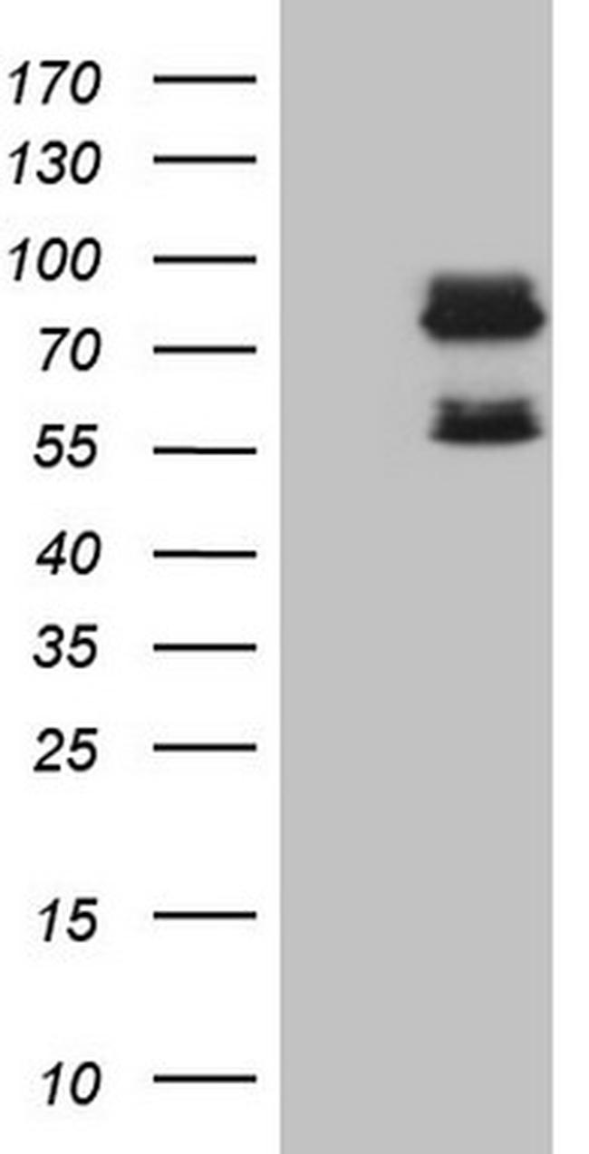 SCMH1 Antibody in Western Blot (WB)