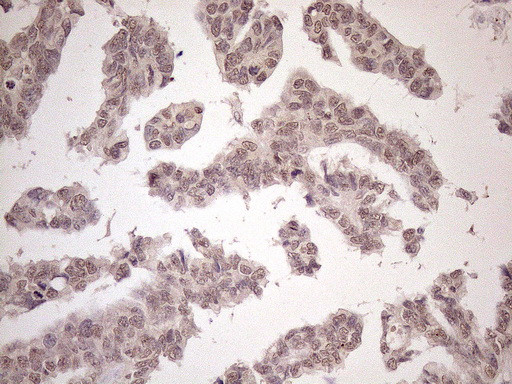 SCML2 Antibody in Immunohistochemistry (Paraffin) (IHC (P))