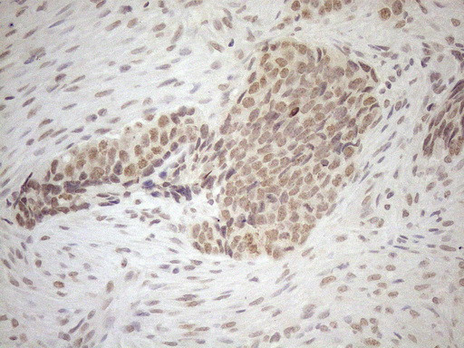 SCML2 Antibody in Immunohistochemistry (Paraffin) (IHC (P))