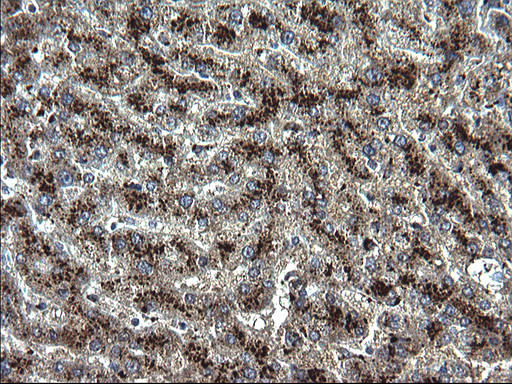 SCP2 Antibody in Immunohistochemistry (Paraffin) (IHC (P))