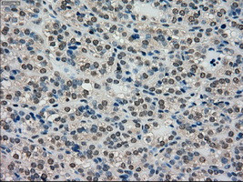 SCYL3 Antibody in Immunohistochemistry (Paraffin) (IHC (P))