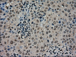 SCYL3 Antibody in Immunohistochemistry (Paraffin) (IHC (P))