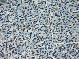 SCYL3 Antibody in Immunohistochemistry (Paraffin) (IHC (P))