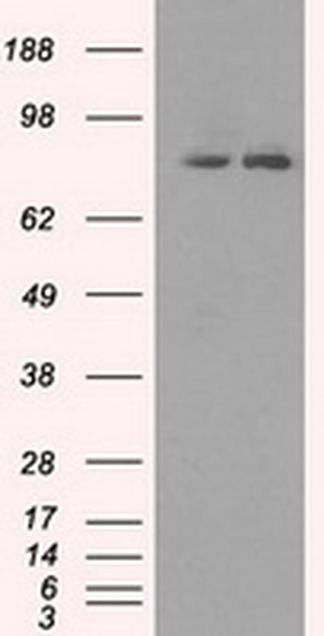 SCYL3 Antibody in Western Blot (WB)