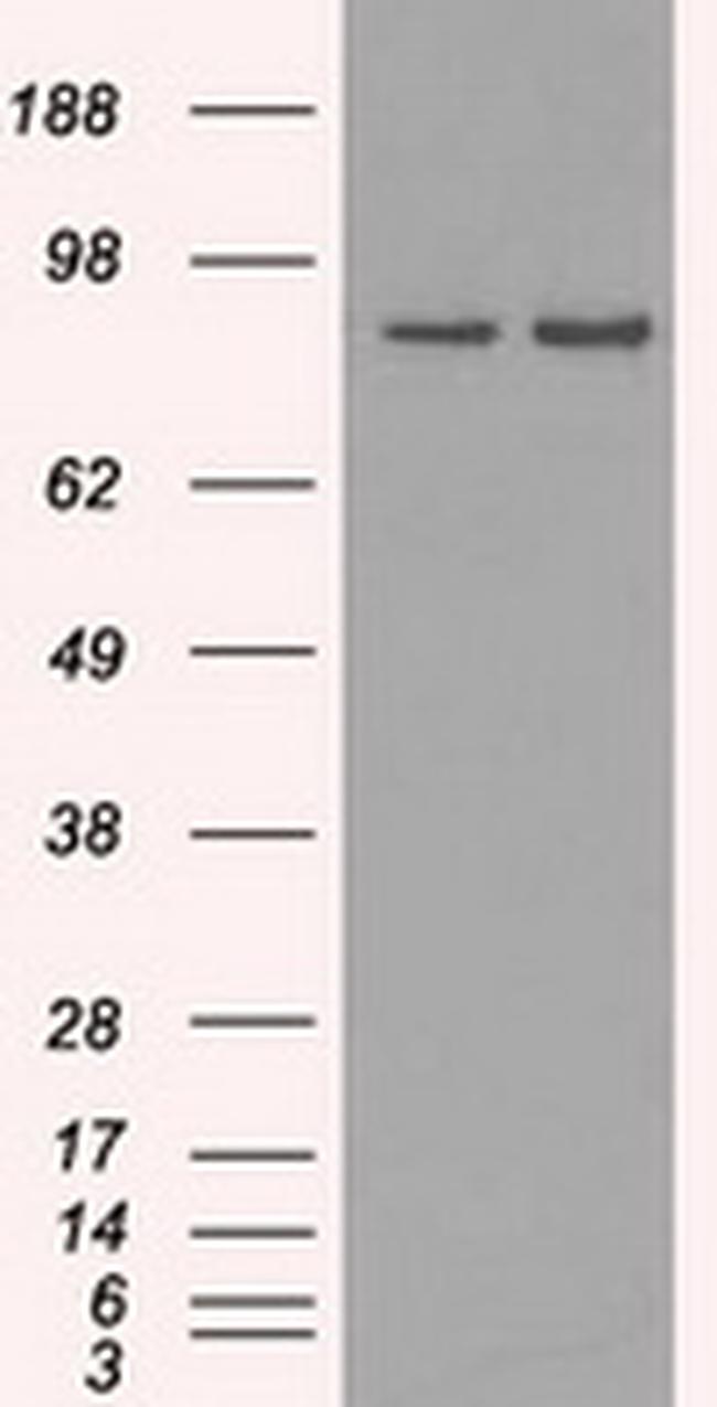 SCYL3 Antibody in Western Blot (WB)