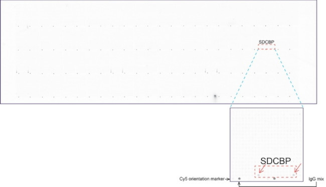 SDCBP Antibody in Peptide array (ARRAY)