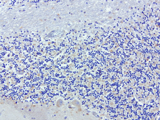 SDCBP Antibody in Immunohistochemistry (Paraffin) (IHC (P))