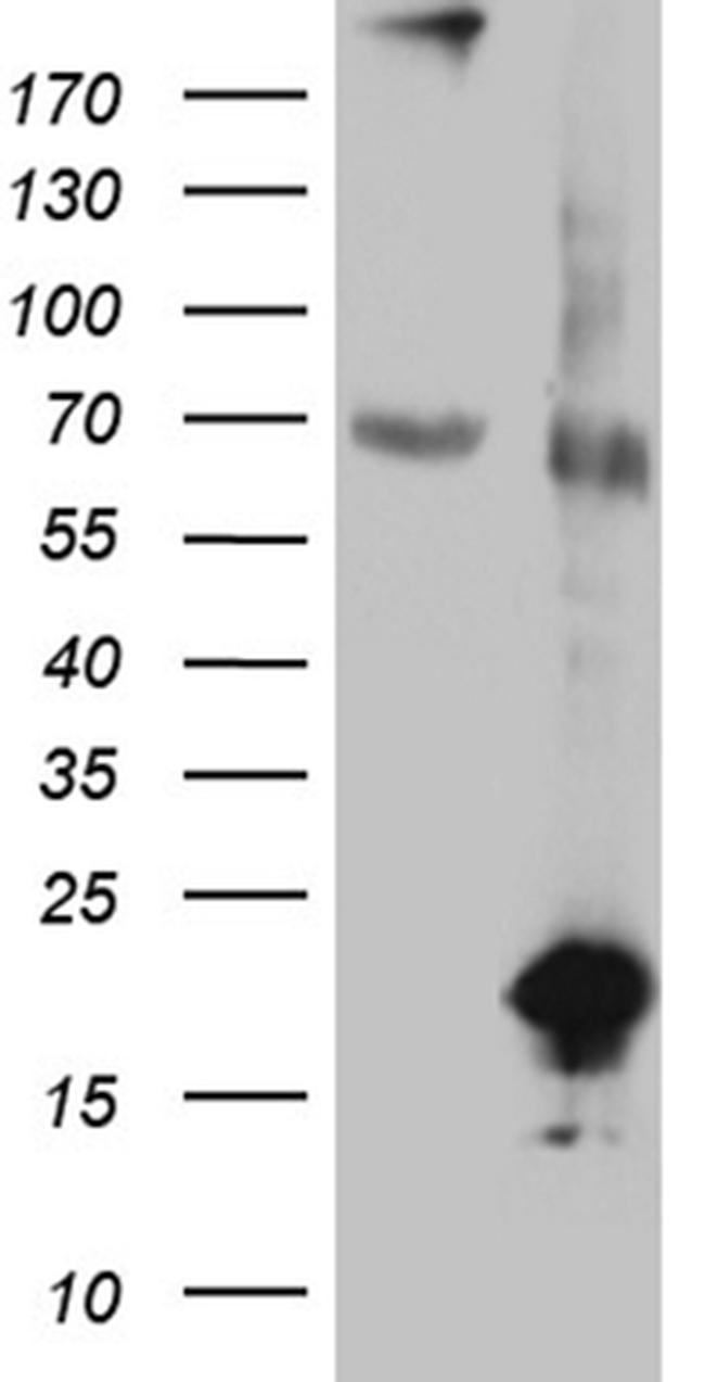 SDHAF1 Antibody in Western Blot (WB)