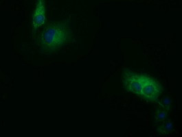 SDR9C7 Antibody in Immunocytochemistry (ICC/IF)