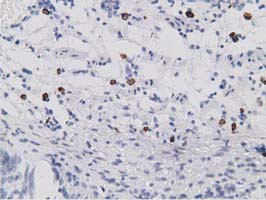 SDR9C7 Antibody in Immunohistochemistry (Paraffin) (IHC (P))