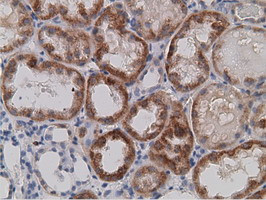 SDR9C7 Antibody in Immunohistochemistry (Paraffin) (IHC (P))