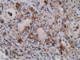 SDR9C7 Antibody in Immunohistochemistry (Paraffin) (IHC (P))