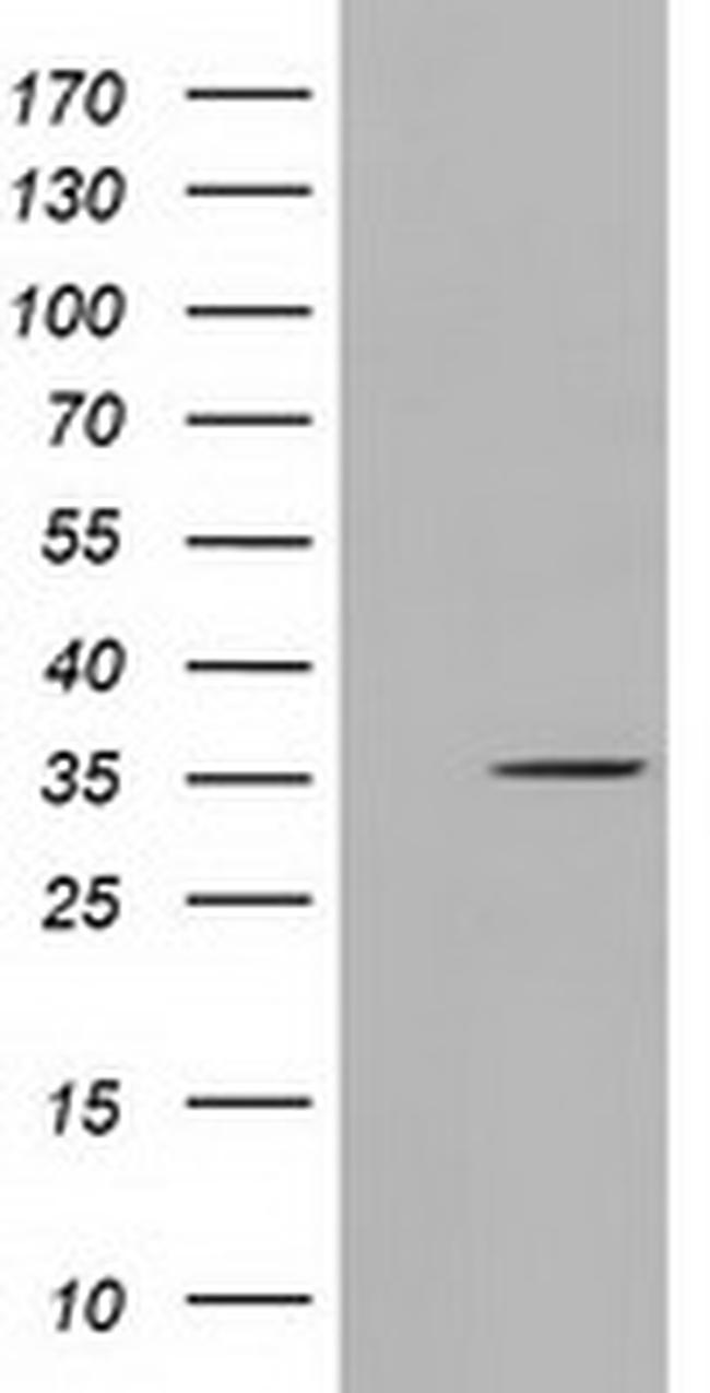 SDR9C7 Antibody in Western Blot (WB)