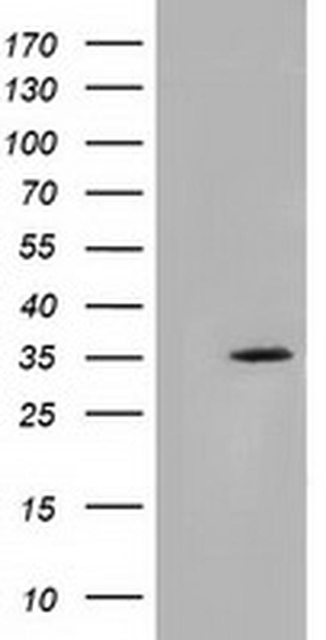 SDR9C7 Antibody in Western Blot (WB)