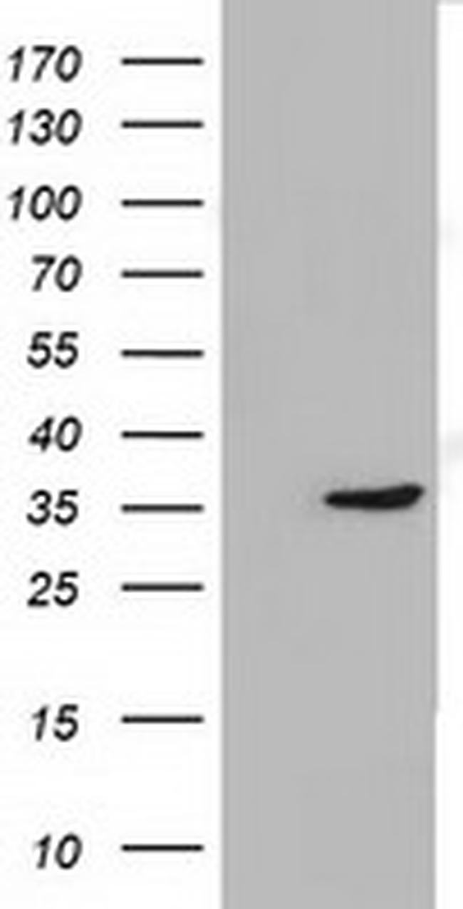 SDR9C7 Antibody in Western Blot (WB)