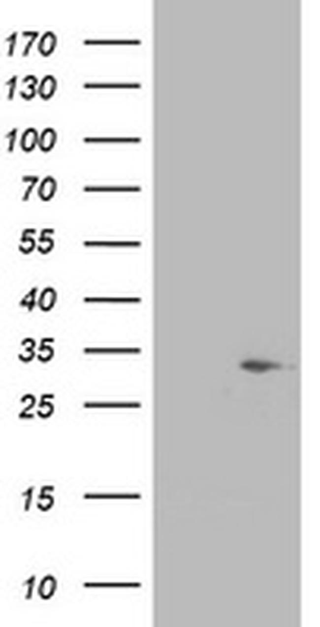 SDR9C7 Antibody in Western Blot (WB)