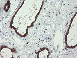 SDSL Antibody in Immunohistochemistry (Paraffin) (IHC (P))