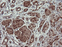 SDSL Antibody in Immunohistochemistry (Paraffin) (IHC (P))