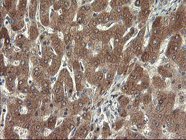 SDSL Antibody in Immunohistochemistry (Paraffin) (IHC (P))