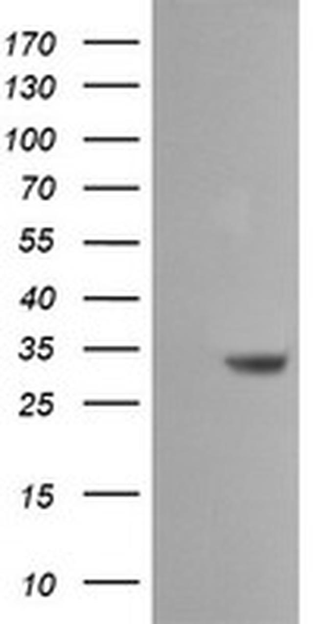 SDSL Antibody in Western Blot (WB)