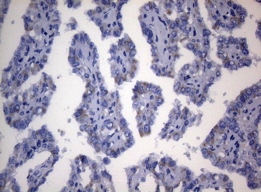 SEC14L1 Antibody in Immunohistochemistry (Paraffin) (IHC (P))