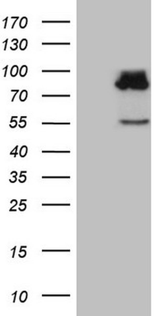 SEC14L1 Antibody in Western Blot (WB)