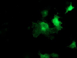 SEC14L2 Antibody in Immunocytochemistry (ICC/IF)