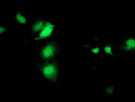 SEC14L2 Antibody in Immunocytochemistry (ICC/IF)