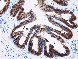 SEC14L2 Antibody in Immunohistochemistry (Paraffin) (IHC (P))