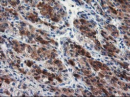 SEC14L2 Antibody in Immunohistochemistry (Paraffin) (IHC (P))