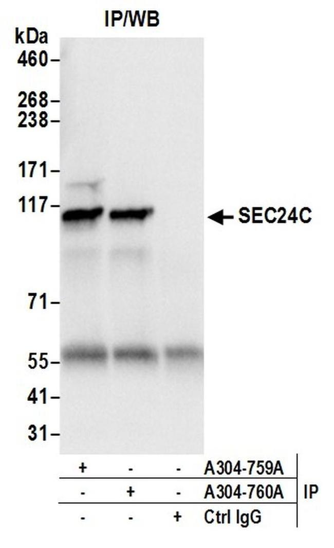 SEC24C Antibody in Western Blot (WB)