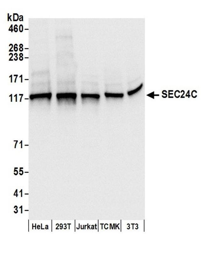 SEC24C Antibody in Western Blot (WB)