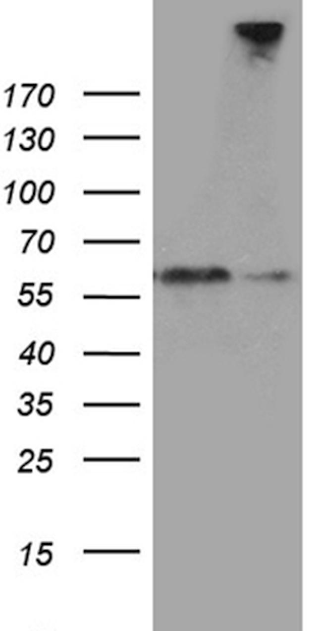 SEMA3G Antibody in Western Blot (WB)