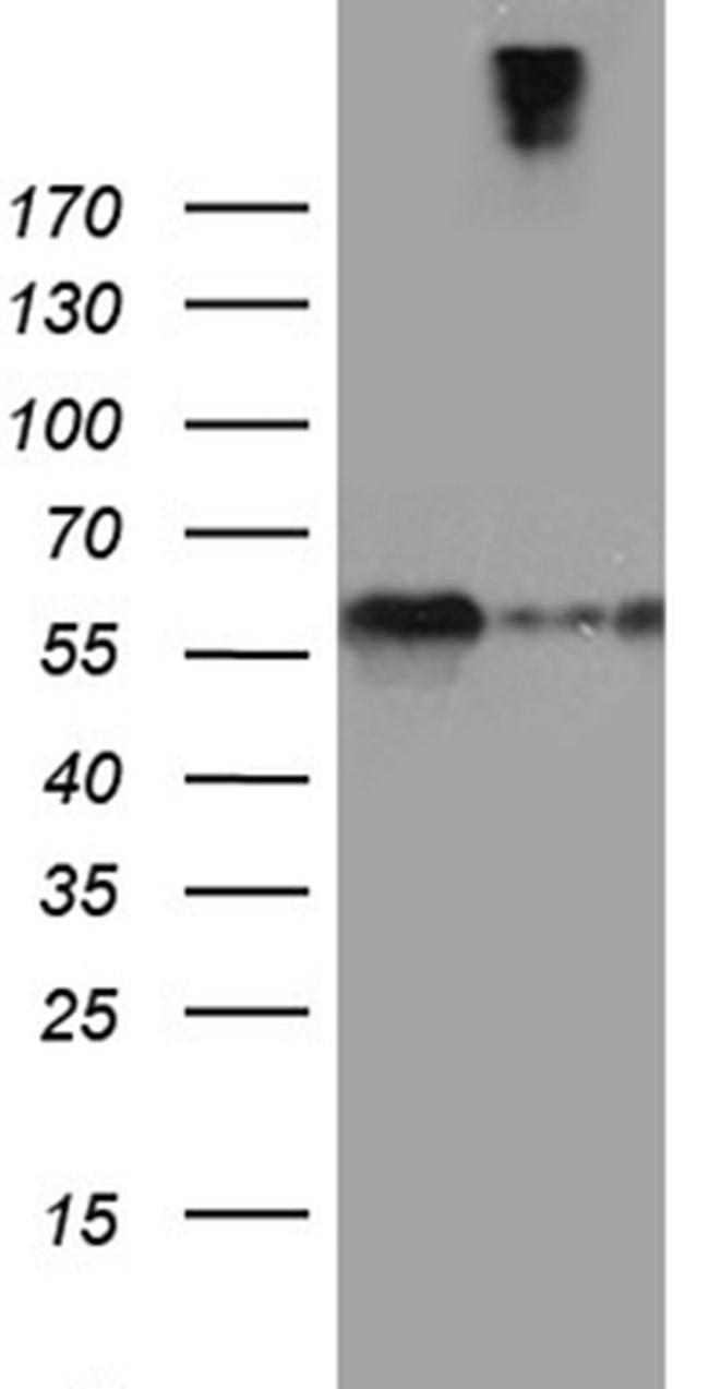 SEMA3G Antibody in Western Blot (WB)