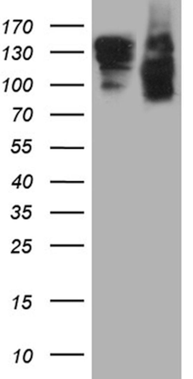 SEMA4D Antibody in Western Blot (WB)