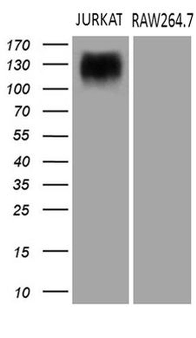 SEMA4D Antibody in Western Blot (WB)