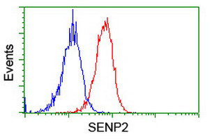 SENP2 Antibody in Flow Cytometry (Flow)