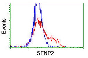 SENP2 Antibody in Flow Cytometry (Flow)