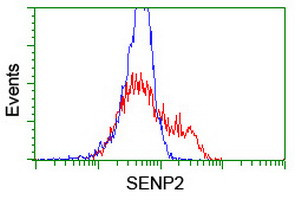 SENP2 Antibody in Flow Cytometry (Flow)