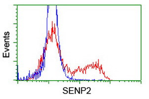 SENP2 Antibody in Flow Cytometry (Flow)