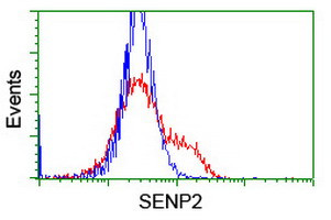 SENP2 Antibody in Flow Cytometry (Flow)