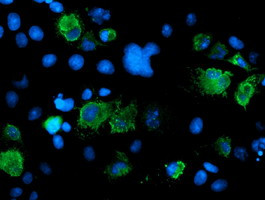 SENP2 Antibody in Immunocytochemistry (ICC/IF)